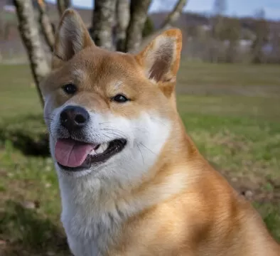 林子涵